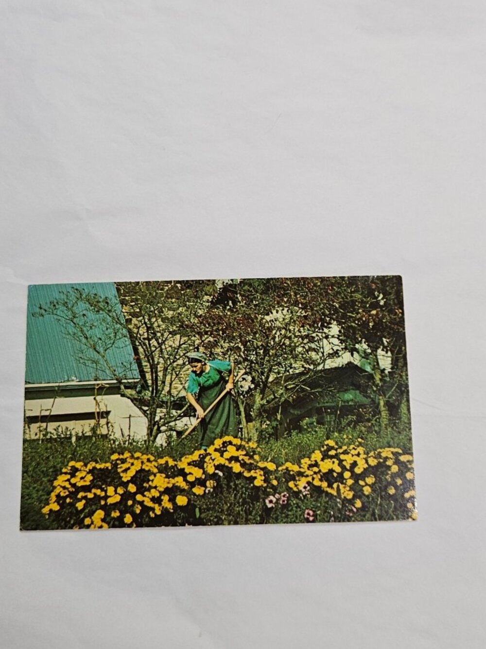 The Amish Country Amish Woman Working in her Garden Postcard